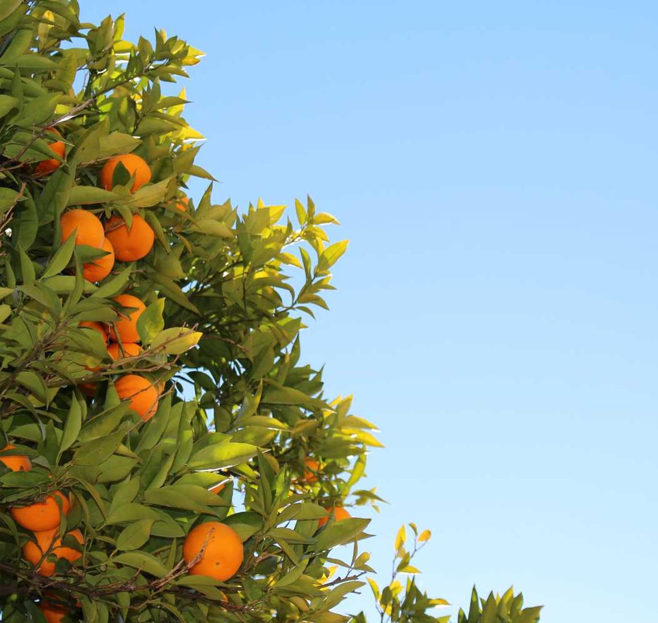 七星柔和(7mg):三门正规工商代理平台