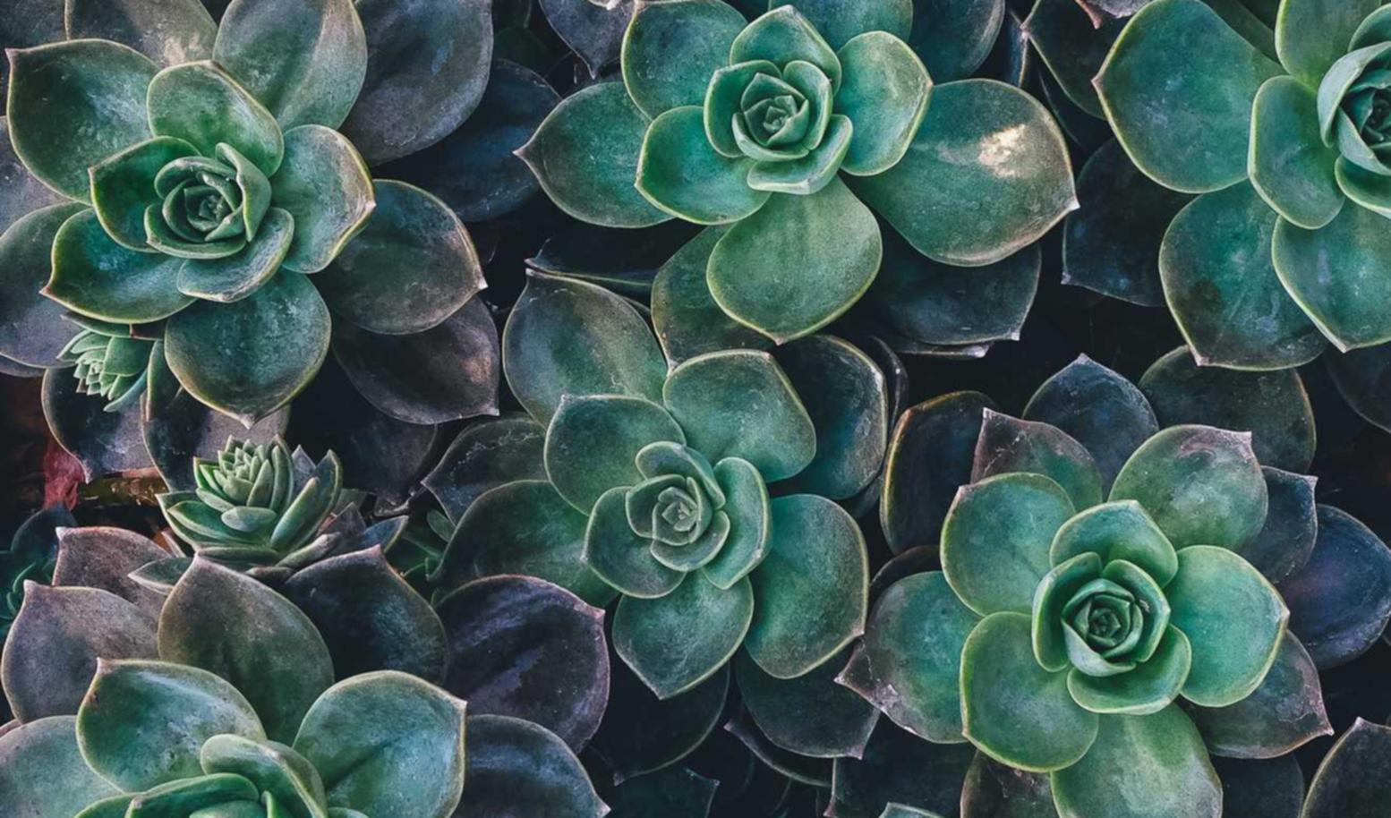 欧盟好彩柠檬双爆珠：详情下载教程退税app详情下载教程