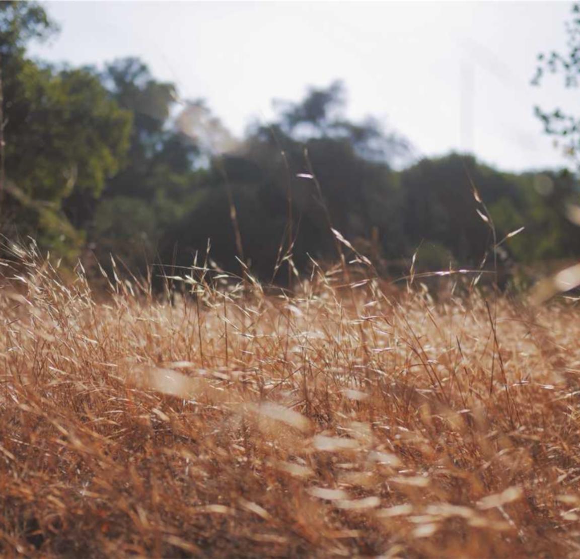 乐鱼团队竞技韩国饰品代理平台