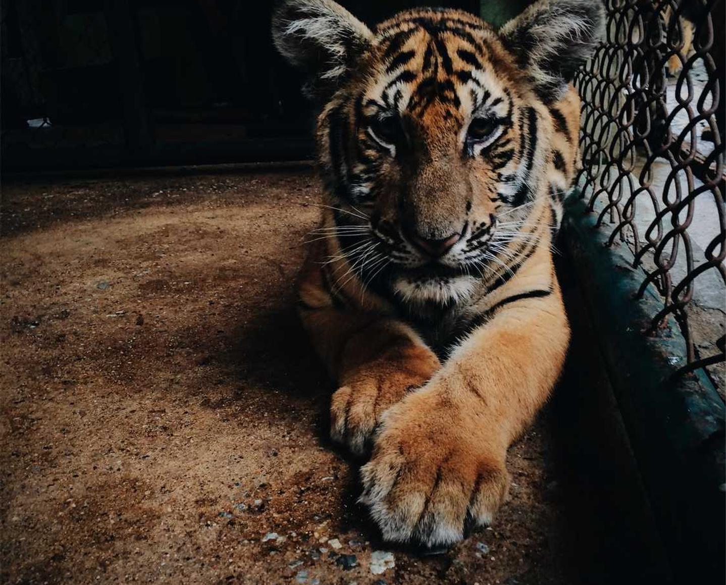 微信号白号批发:海外详情下载教程快手app