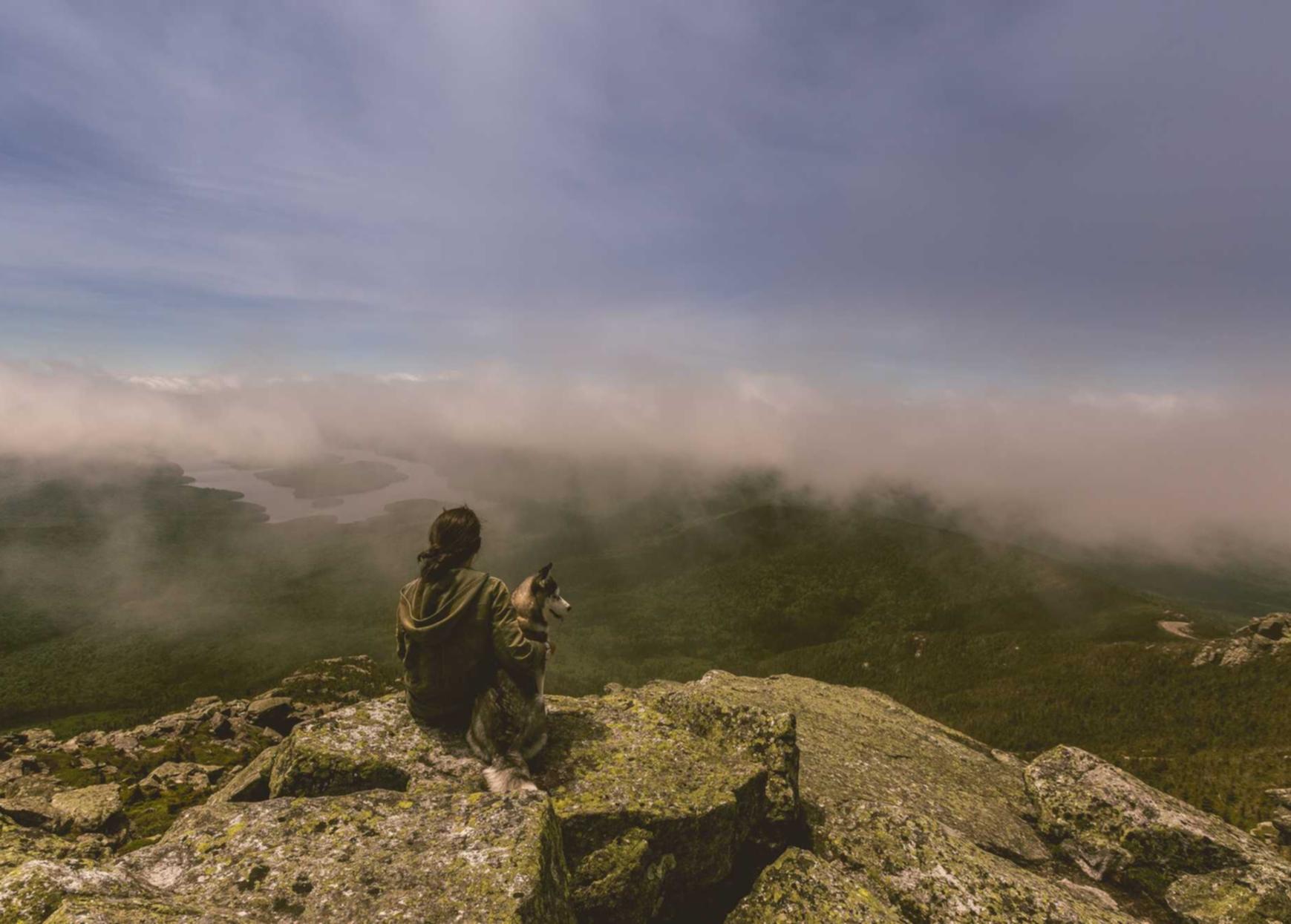 DDOS压力测试网页端|福鼎狗狗购买平台
