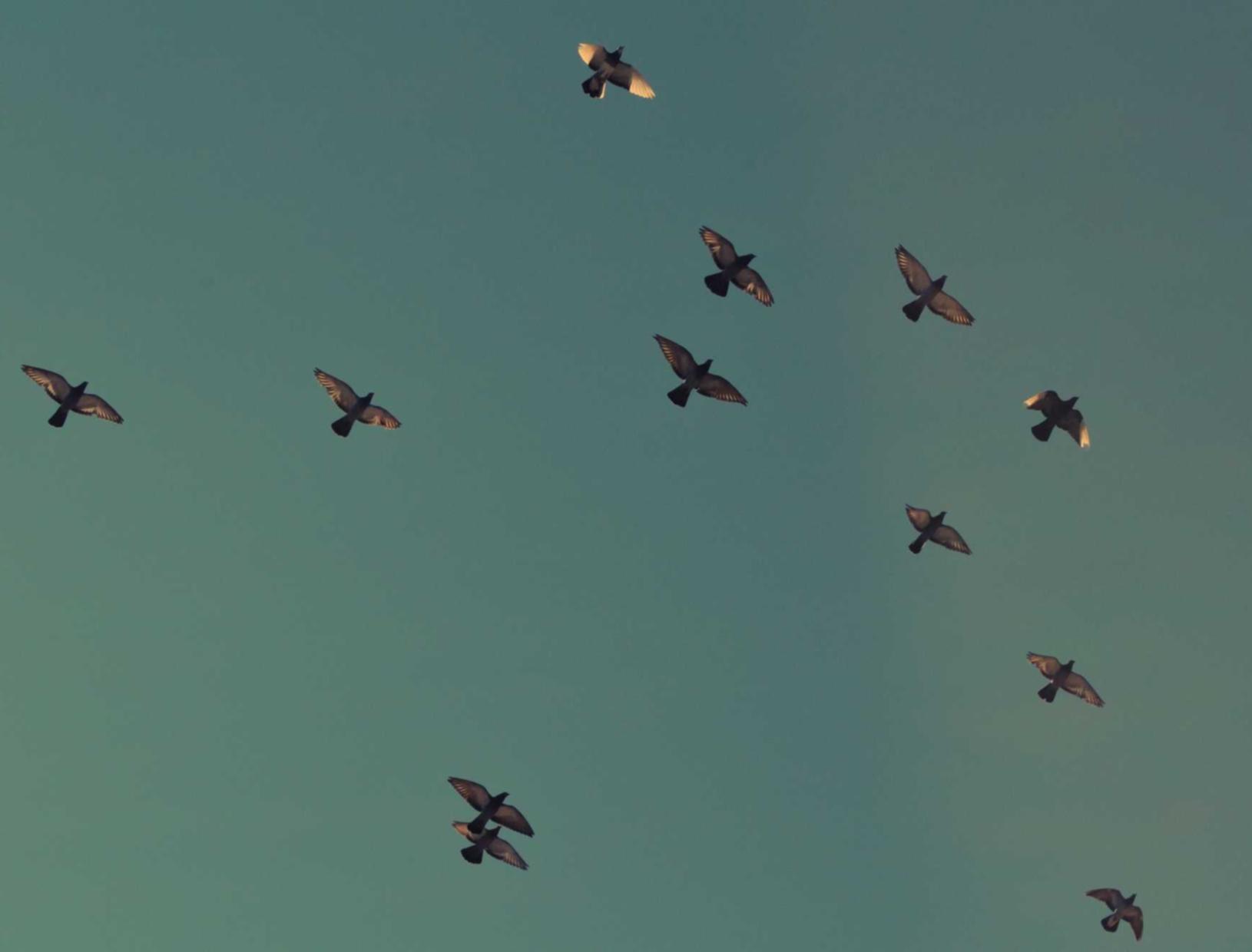 域名代理平台系统