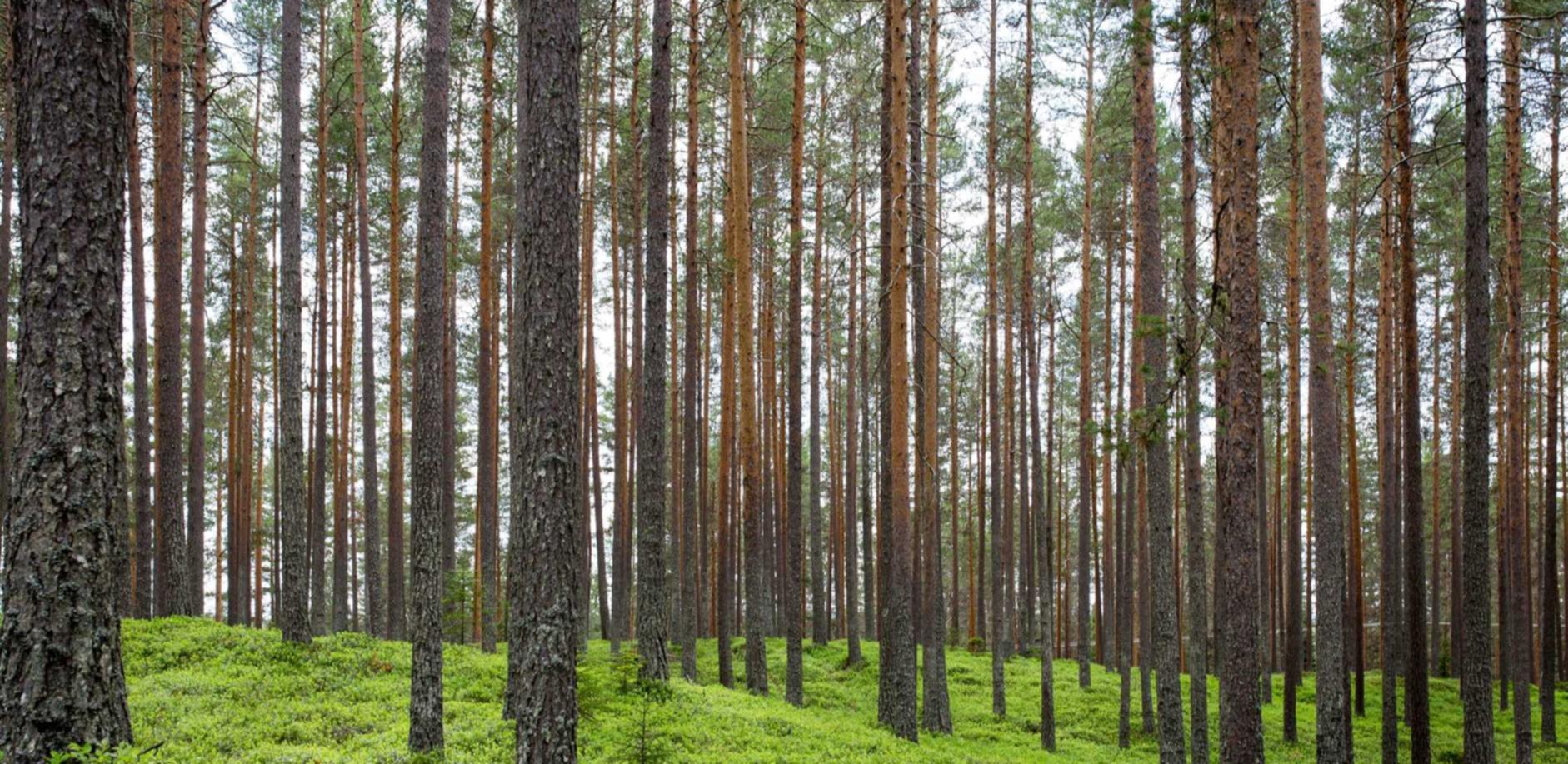 西部数码实名账号：实名制账号的行业标杆和领军