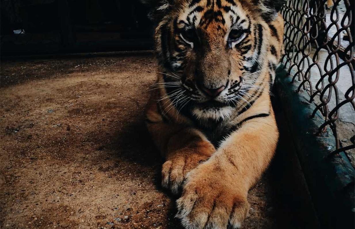 腾讯云国际站实名账号:优质的注册公司代理价格低