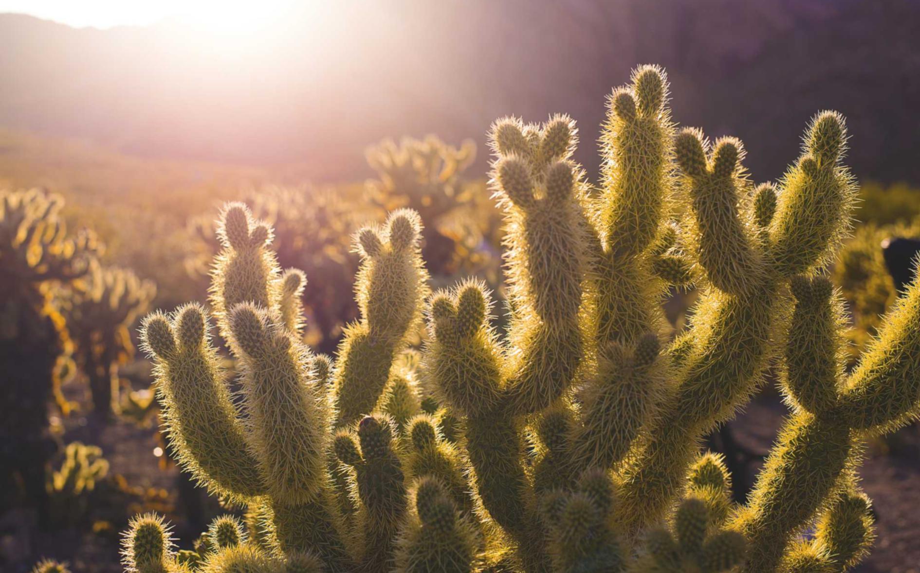 恒悦中国国家app详情下载教程