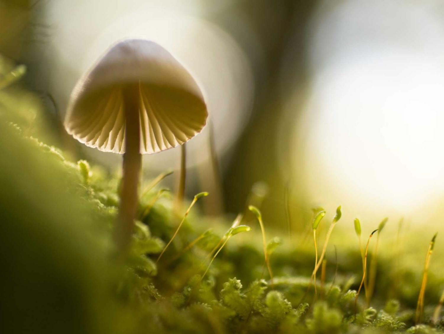 红旗如何开展P2P营销策略