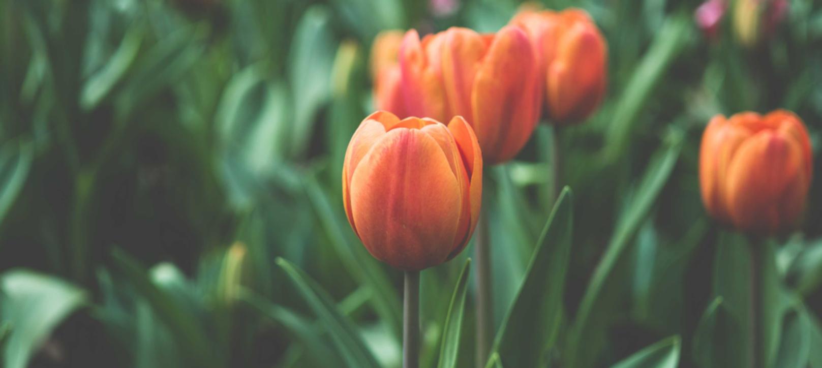 阿凡提绿豆：未央区代理注册