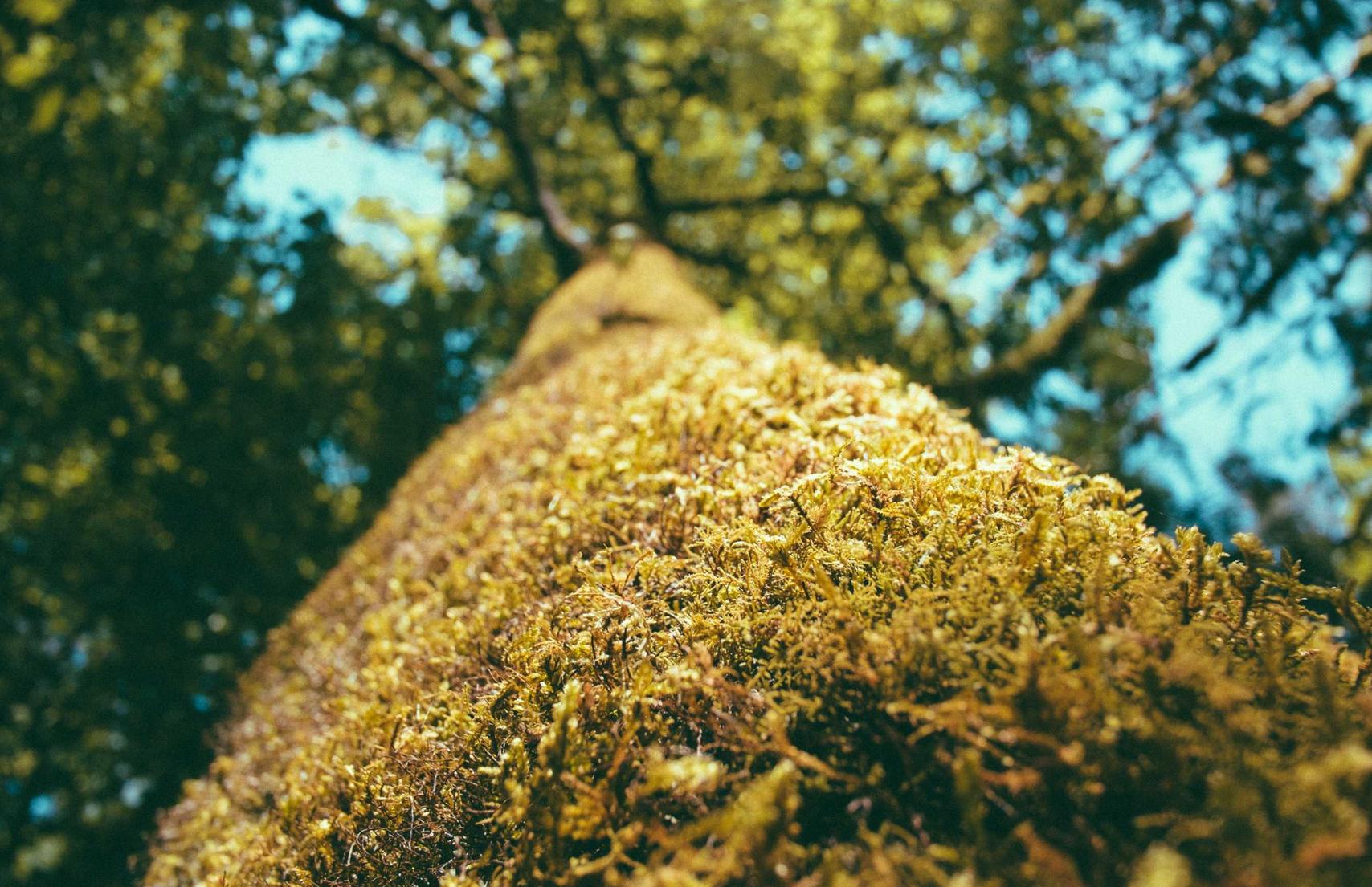 欧陆开曼注册代理
